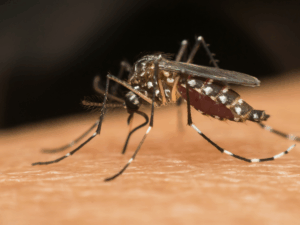aedes mosquitoes