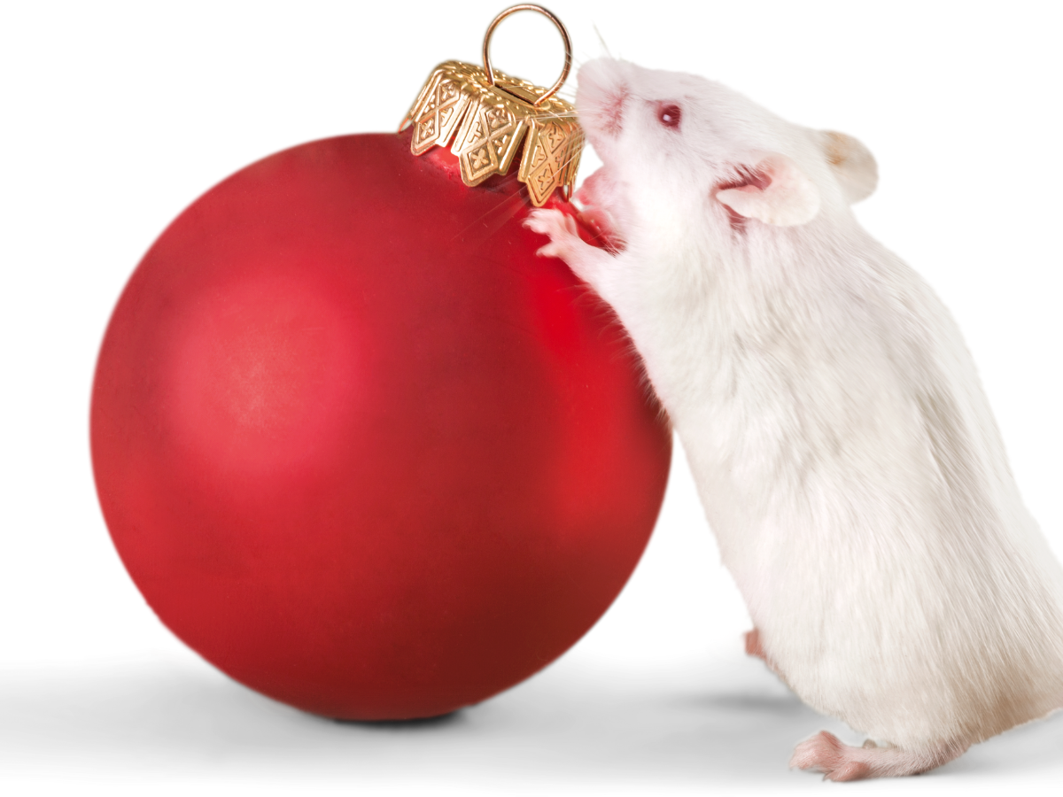 holiday pest proofing