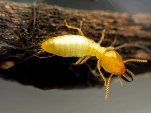 cost of termite treatment