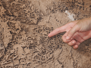 termite inspection