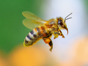 bee removal in San Diego