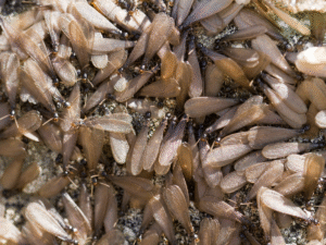 Termite Control Services