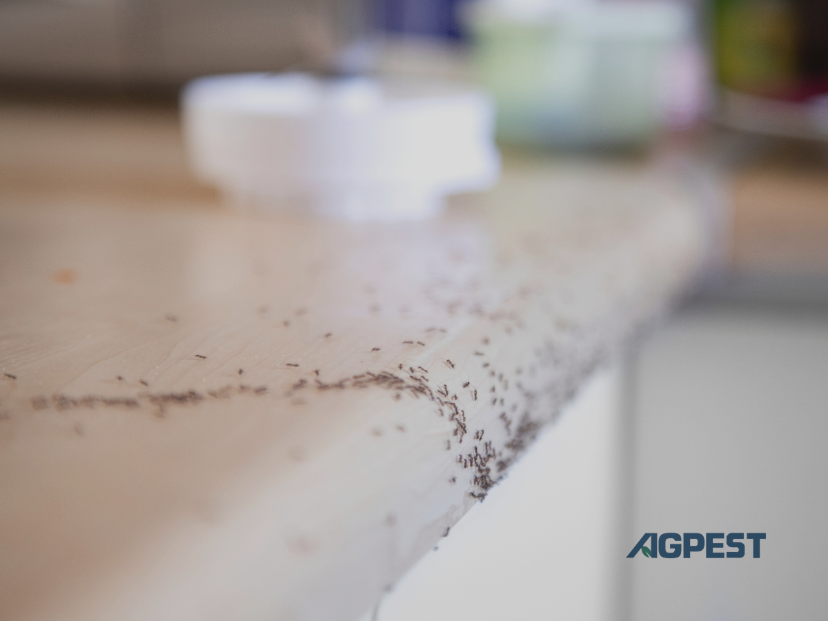 Argentine ant trail along a kitchen counter in San Diego — spring ant season in Southern California