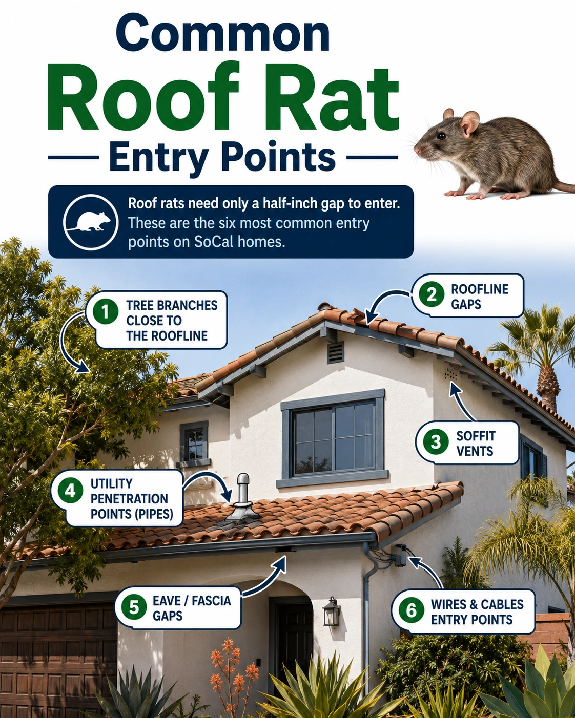 Common roof rat entry points on a Southern California home: roofline gaps, soffit vents, tree branches, utility penetrations