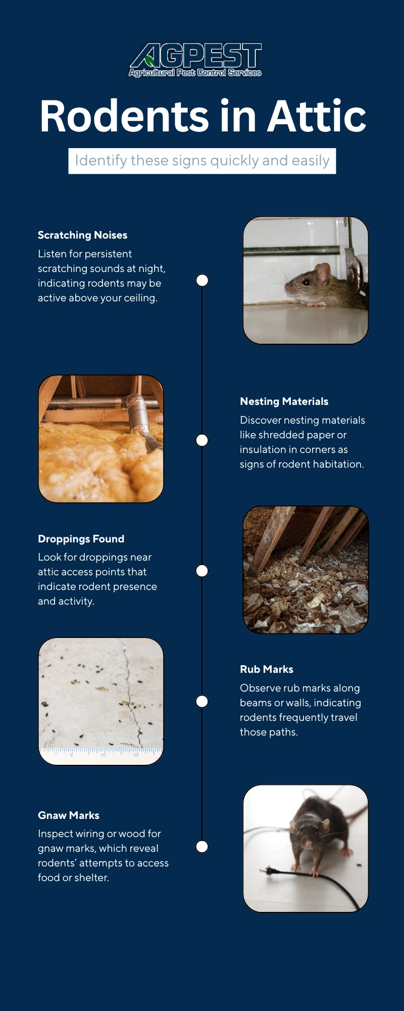 6 signs of rodent activity in your attic: what Southern California homeowners should look for