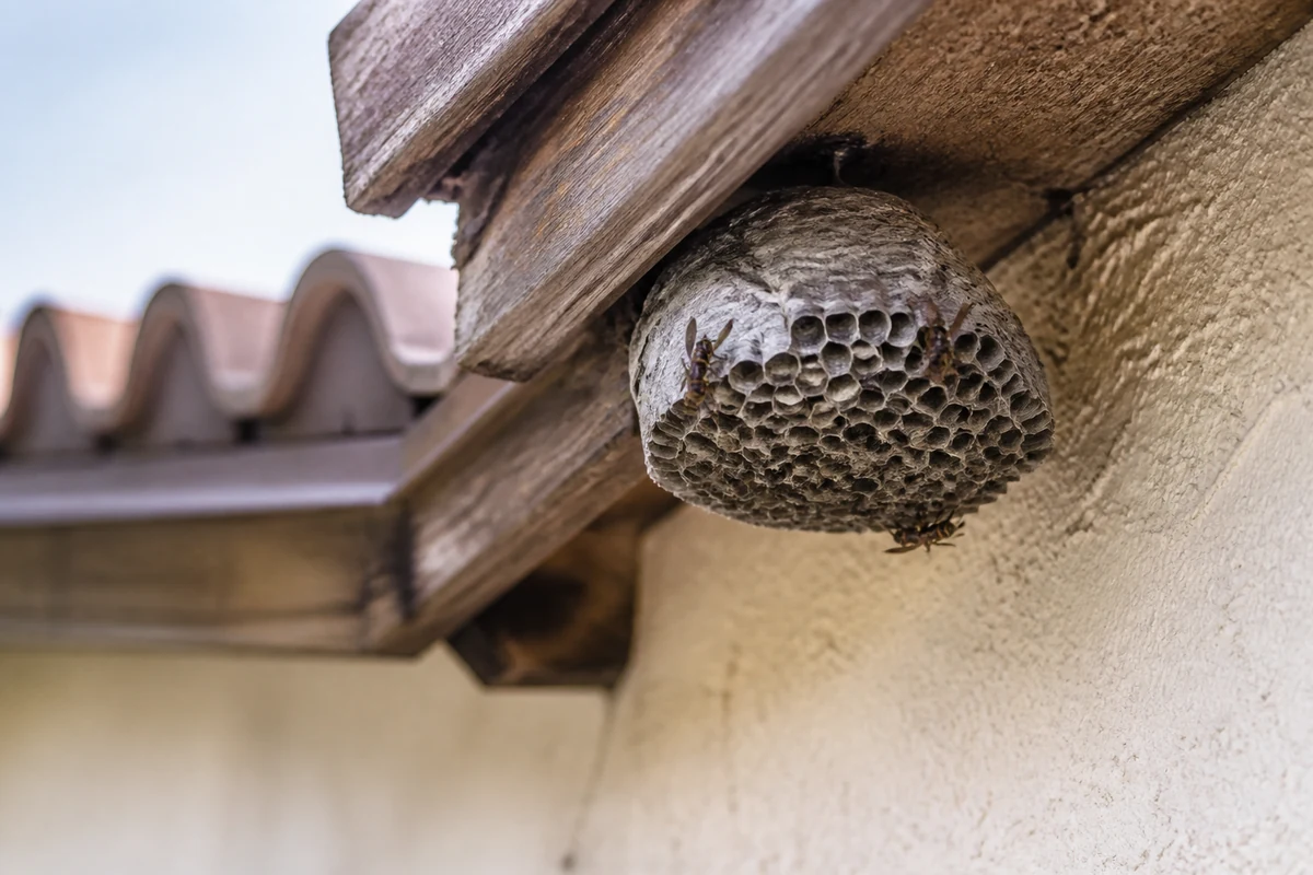 A paper wasp nest under the eaves of a Southern California home in late summer