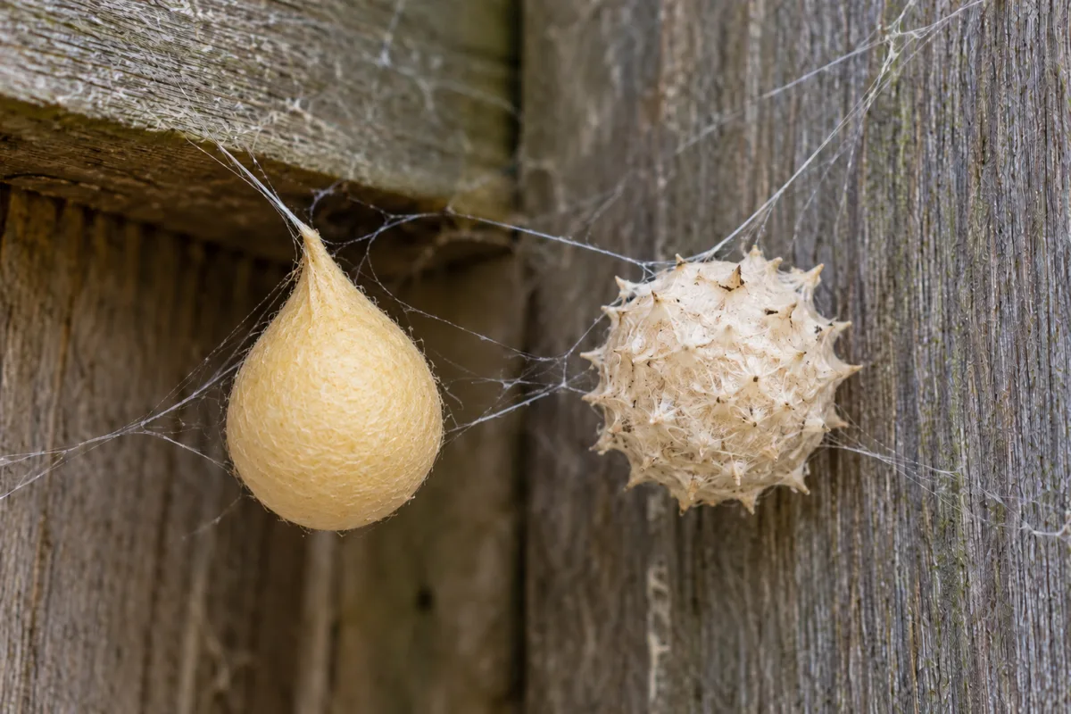 Two widow spider egg sacs on weathered wood, a smooth, yellowish, teardrop-shaped black widow egg sac on the left and a spiky brown widow egg sac on the right