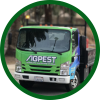 palm-weevil-prevention-san-diego