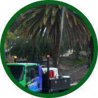 palm-weevil-treatment-san-diego